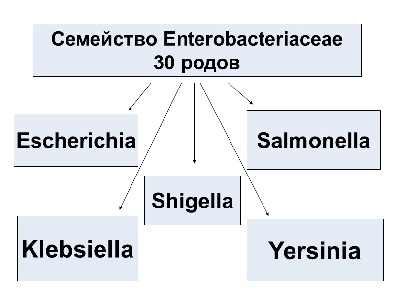 Семейство Enterobacteriaceae 30 родов Escherichia Shigella Klebsiella Yersinia Salmonella